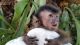 Capuchins Monkey Animals for sale in Fargo, ND, USA. price: $400
