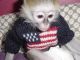 Capuchins Monkey Animals for sale in York, SC 29745, USA. price: NA
