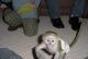 Capuchins Monkey Animals for sale in Alexandria, KY 41001, USA. price: NA