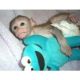 Capuchins Monkey Animals for sale in Newport News, VA, USA. price: NA