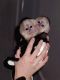 Capuchins Monkey Animals for sale in Las Cruces, NM, USA. price: NA