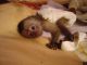 Capuchins Monkey Animals for sale in Sioux Falls, SD, USA. price: NA