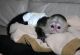 Capuchins Monkey Animals for sale in Berlin Township, OH, USA. price: NA