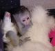 Capuchins Monkey Animals for sale in Calgary, AB, Canada. price: NA