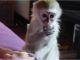 Capuchins Monkey Animals for sale in Bar Mills, Buxton, ME, USA. price: NA