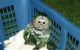 Capuchins Monkey Animals for sale in Springfield, MO, USA. price: NA