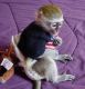 Capuchins Monkey Animals for sale in Overland Park, KS, USA. price: NA
