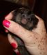 Capuchins Monkey Animals for sale in Metairie, LA, USA. price: NA