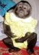 Capuchins Monkey Animals for sale in Omaha, NE, USA. price: $400