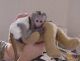 Capuchins Monkey Animals for sale in Ainsworth, NE 69210, USA. price: $400