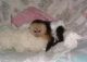 Capuchins Monkey Animals for sale in Amelia, NE 68711, USA. price: $400