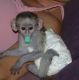 Capuchins Monkey Animals for sale in Chattanooga, TN, USA. price: $400