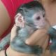 Capuchins Monkey Animals for sale in Memphis, TN, USA. price: $400