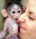 Capuchins Monkey Animals for sale in Erie, PA, USA. price: NA