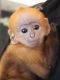 Capuchins Monkey Animals for sale in Memphis, TN, USA. price: NA