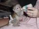 Capuchins Monkey Animals for sale in Clementon, NJ 08021, USA. price: $400