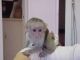 Capuchins Monkey Animals for sale in Shreveport, LA, USA. price: NA