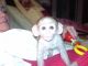 Capuchins Monkey Animals for sale in Anahola, HI, USA. price: NA