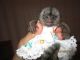 Capuchins Monkey Animals for sale in Yorkville, TN, USA. price: NA