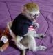 Capuchins Monkey Animals for sale in Hartford, CT, USA. price: $400