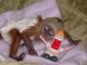 Capuchins Monkey Animals for sale in Dayville, Killingly, CT 06241, USA. price: NA