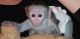 Capuchins Monkey Animals for sale in Louisville, KY, USA. price: $400