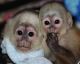 Capuchins Monkey Animals for sale in Albany, KY 42602, USA. price: NA