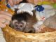 Capuchins Monkey Animals for sale in Bath, NY 14810, USA. price: NA
