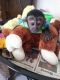 Capuchins Monkey Animals for sale in Evansville, AR 72729, USA. price: NA