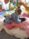 Capuchins Monkey Animals for sale in Akron, OH, USA. price: NA