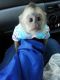 Capuchins Monkey Animals for sale in Ascutney, Weathersfield, VT, USA. price: NA