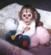 Capuchins Monkey Animals for sale in Arborg, MB R0C, Canada. price: $400