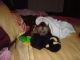 Capuchins Monkey Animals for sale in Elgin, MB R0K, Canada. price: $400