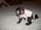 Capuchins Monkey Animals for sale in Brookland, AR 72417, USA. price: NA