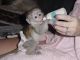 Capuchins Monkey Animals for sale in Cape Coral, FL, USA. price: NA