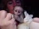 Capuchins Monkey Animals for sale in Mobile, AL, USA. price: NA
