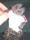 Capuchins Monkey Animals for sale in Chattanooga, TN, USA. price: $500