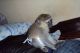 Capuchins Monkey Animals for sale in Coral Springs, FL, USA. price: NA