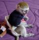 Capuchins Monkey Animals for sale in New Haven, CT, USA. price: NA