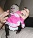 Capuchins Monkey Animals for sale in Brownsville, TX, USA. price: NA