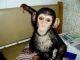 Capuchins Monkey Animals for sale in Savannah, GA, USA. price: NA