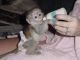 Capuchins Monkey Animals for sale in Pembroke Pines, FL, USA. price: NA
