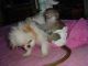 Capuchins Monkey Animals for sale in Dover Base Housing, DE, USA. price: NA