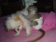 Capuchins Monkey Animals for sale in Green Bay, WI, USA. price: NA