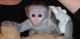 Capuchins Monkey Animals for sale in Columbus, GA, USA. price: NA