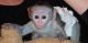 Capuchins Monkey Animals for sale in Glendale, CA, USA. price: NA