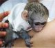 Capuchins Monkey Animals for sale in Haltom City, TX, USA. price: NA