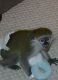 Capuchins Monkey Animals for sale in Aguadilla Pueblo, Aguadilla, Puerto Rico. price: NA