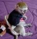 Capuchins Monkey Animals for sale in New York, NY, USA. price: NA