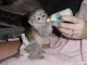 Capuchins Monkey Animals for sale in Anguilla, MS 38721, USA. price: NA